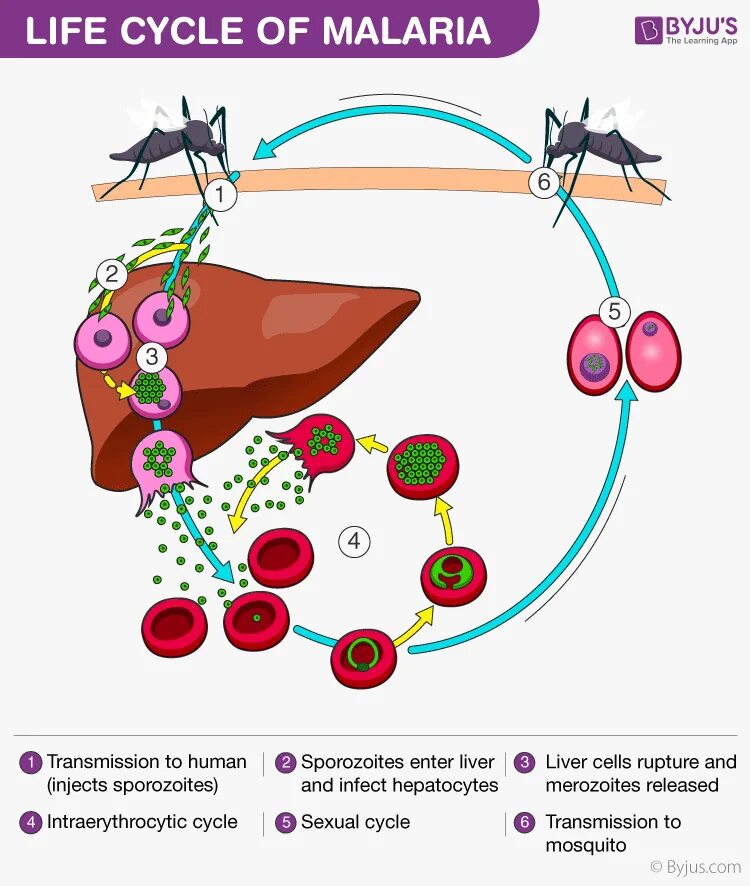 Малярия в домашних условиях. Life Cycle of malaria Plasmodium. Malaria жизненный цикл. Жизненный цикл трехдневной малярии.