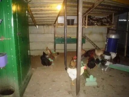 Какой обогреватель лучше в курятник