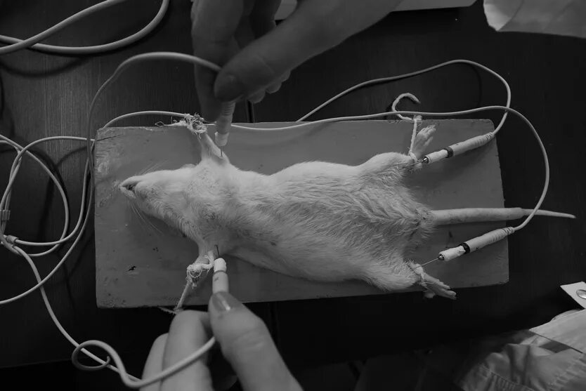 Экспериментальная мышь. Мышь лабораторная sd11. Лабораторные мышки. Лабораторная крыса. Опыты на мышах.