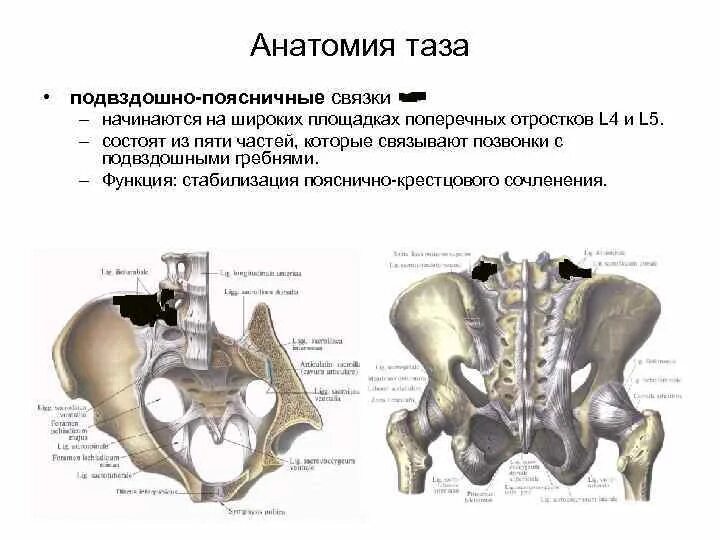 Тазовая кость гребень подвздошной кости. Подвздошный гребень анатомия. Строение подвздошной кости кт. Анатомия подвздошной кости кт.