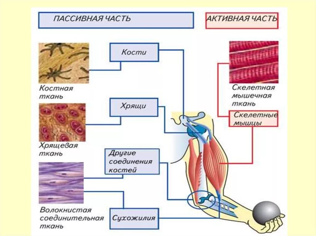 Анатомия и физиология аппарата движения. Аппарат движения это анатомия. Общие вопросы анатомии и физиологии аппарата движения человека. Процесс движения анатомия.