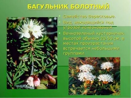 Багульник описание