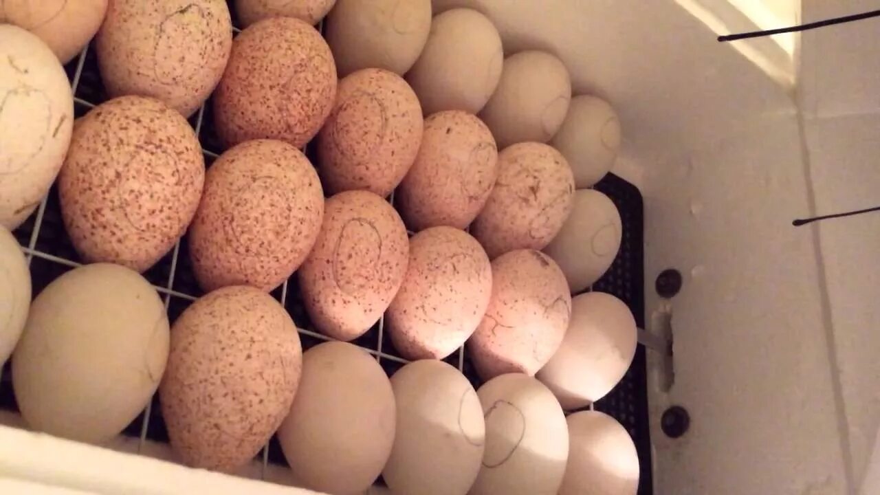 Как выглядит инкубационное яйцо. Яйцо бройлера кобб 500. инкубационное яйцо бройлера кобб 500. инкубационное яйцо кобб 500. инкубация бройлерных яиц кобб 500.