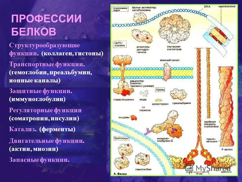 Белки выполняющие двигательную функцию. Функции белков. Двигательная функция белка. Функции белков инсулин. Гемоглобин функция белка.