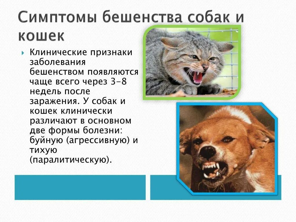 Основные клинические симптомы бешенства. Симптомы бешенства у собаки. Бешенство у животных симптомы. Признаки бешенства у животных. Болезни породы собак