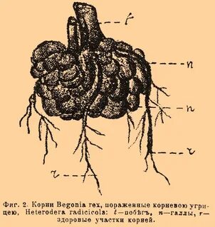 Тип корневой системы бегонии