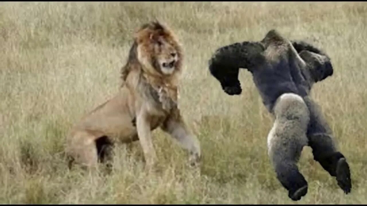 Кто сильнее медведь или горилла. Звериные баталии.