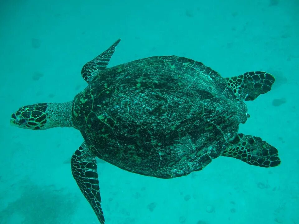 Содержание морской черепахи