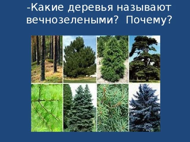 Вечнозеленый почему. Вечнозелёные деревья список. Какие деревья называют вечнозелеными. Вечнозелёный дерево и их названия. Какие деревья называют вечнозелеными почему.