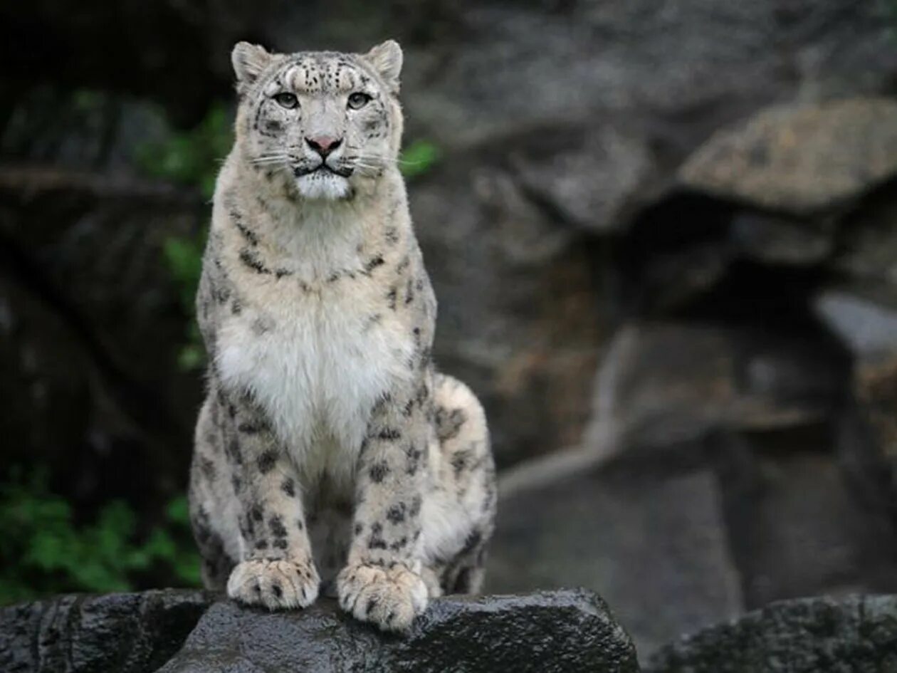 - снежный барс (panthera uncia. Снежный барс на памире. Редкие и исчезающие животные казахстана. Снежный барс в гималаях. Снежный барс (ирбис, снежный леопард).