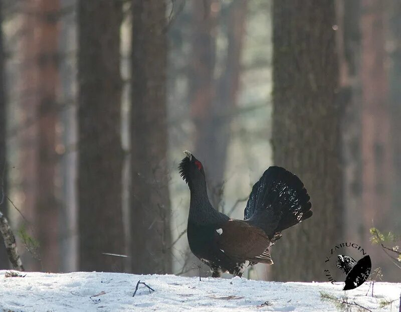 зимой глухари живут в сосновых