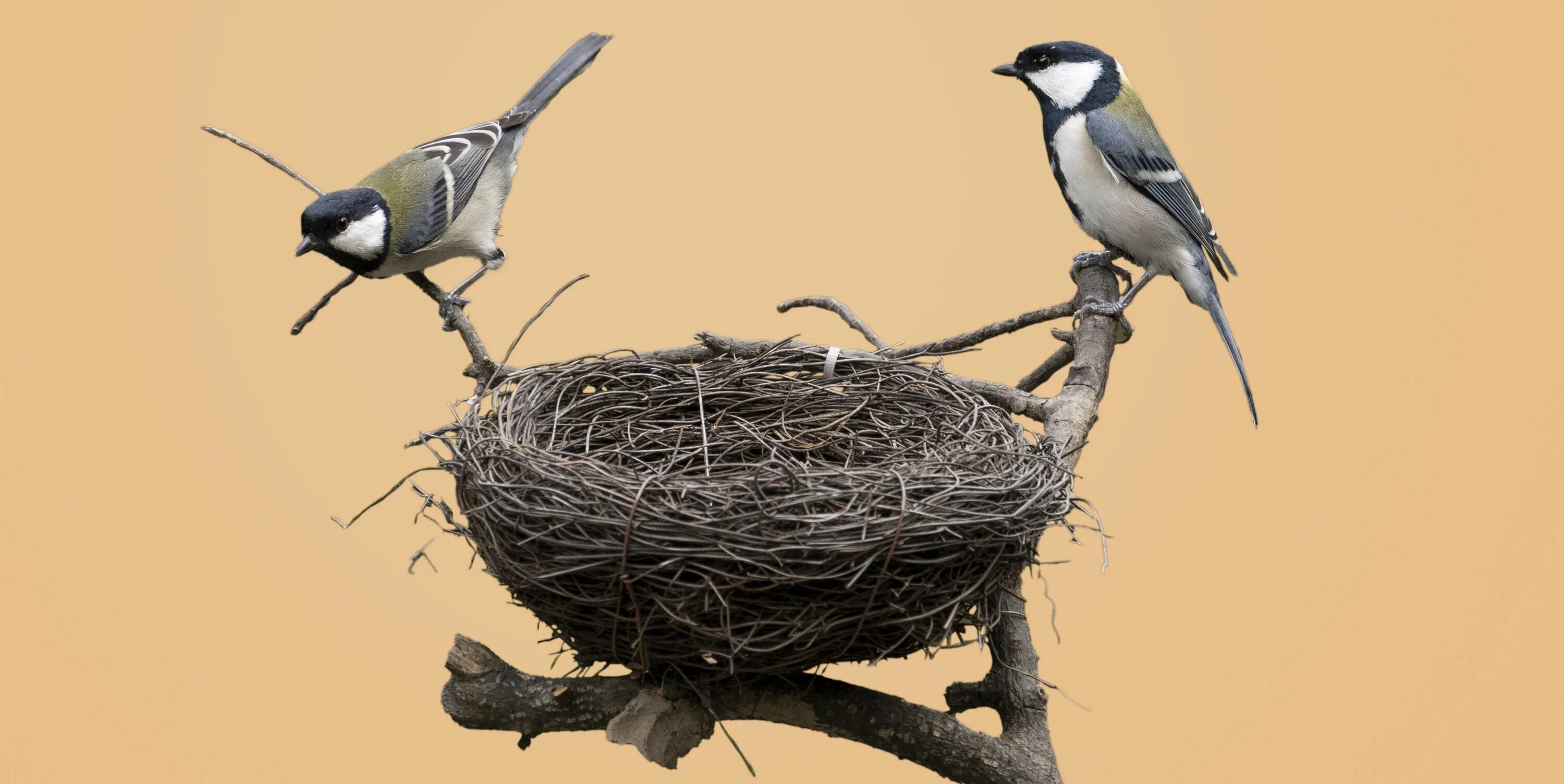 The bird nest