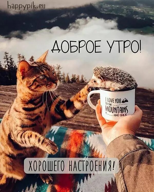 Добрейшего утра картинки позитивные с котом. Доброе утро животные позитивные. креативное доброе утро позитивные. позитивного утра. доброе утро позитивные котики.