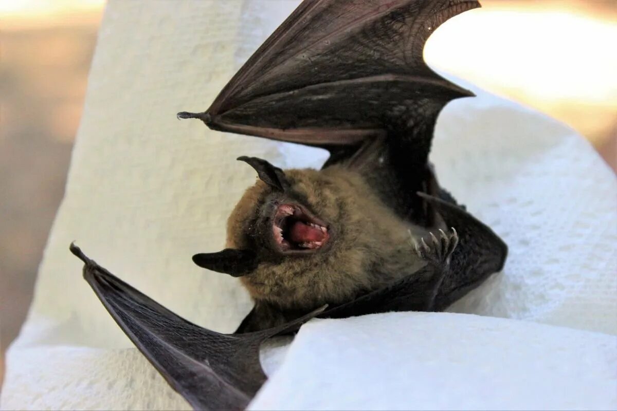 Федор летучая мышь. Летучая мышь охотится. Новогвинейский крылан. Летучая мышь листонос. Клубничная летучая мышь.