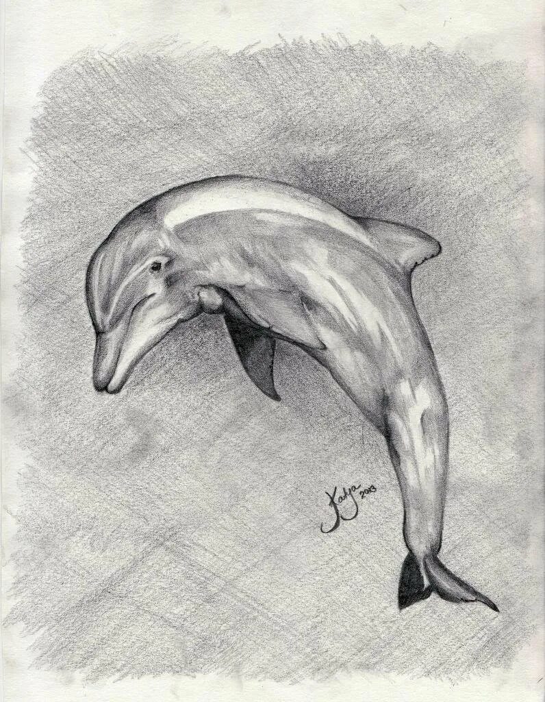 Рисунки карандашом. Дельфин карандашом. Дельфин рисунок карандашом. Красивые рисунки на свободную тему.