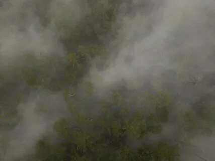 Туманы образующиеся за счет дыма лесных