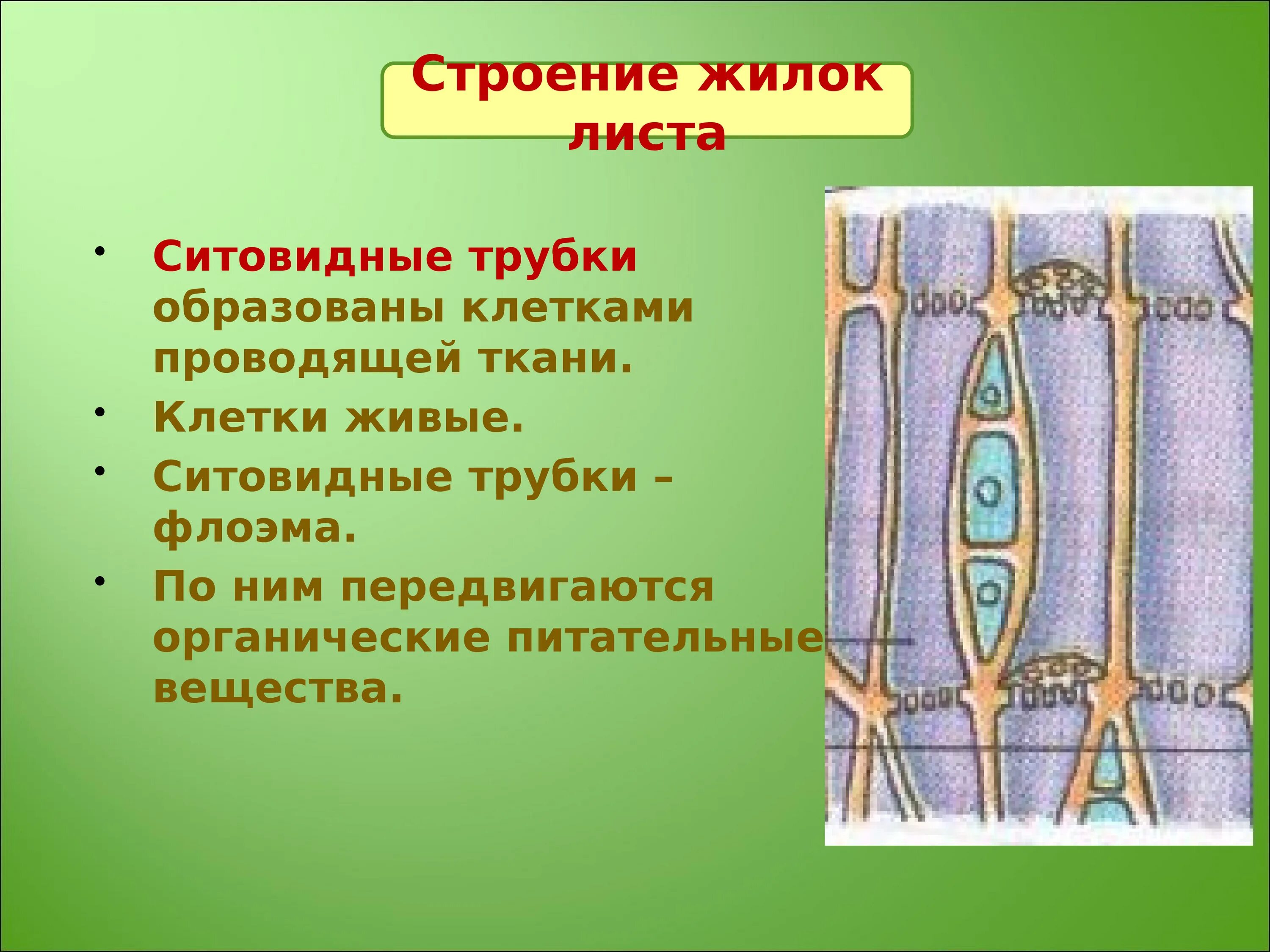 Живые клетки проводящей ткани. Проводящие ткани ситовидные трубки флоэма. Ситовидные трубки флоэмы растений. Строение ситовидных трубок растения. Функции ситовидных трубок листа.