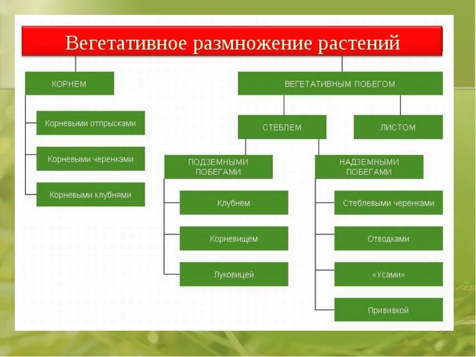 Какие способы размножения надземными побегами вы знаете. Схема по биологии способы размножения растений. Схема способы размножения растений биология 6. Вегетативный способ размножения растений примеры и виды. Схема способ вегетативного размножения и примеры растений.