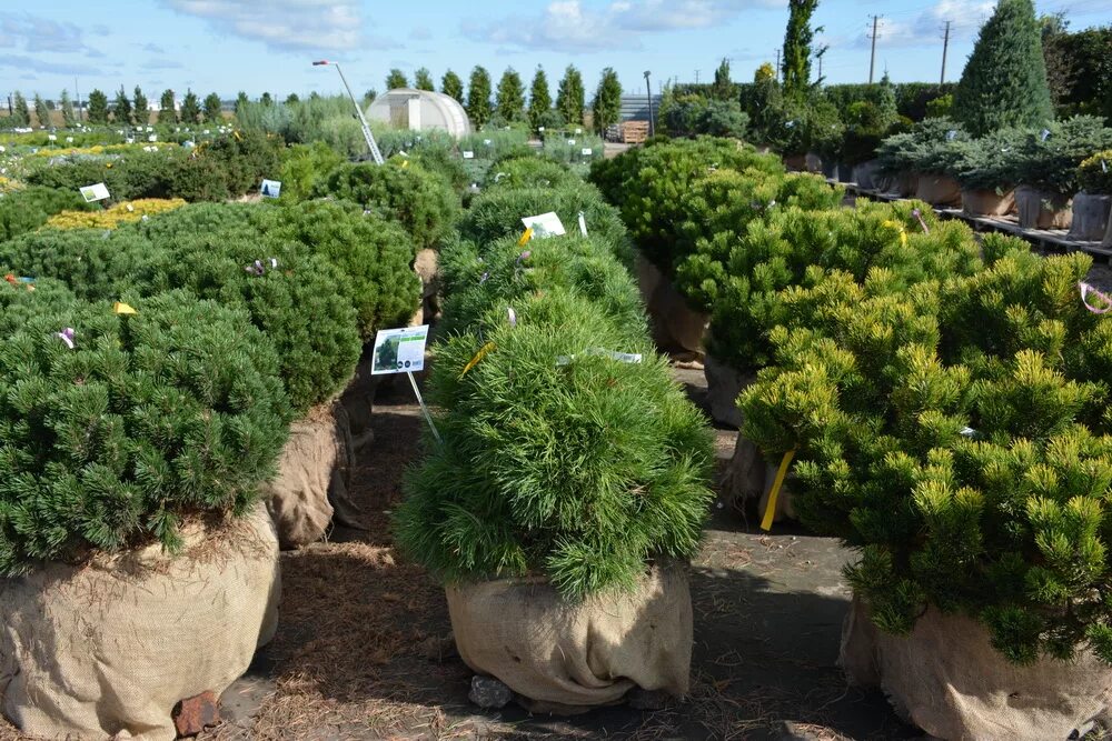 Хвойное производство. Сосна Горная Глобоза. Pinus Sylvestris globosa viridis. Сосна обыкновенная Глобоза. Сосна Глобоза виридис.