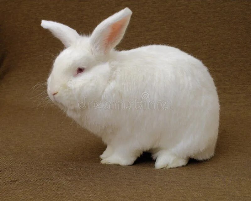 Rabbit type
