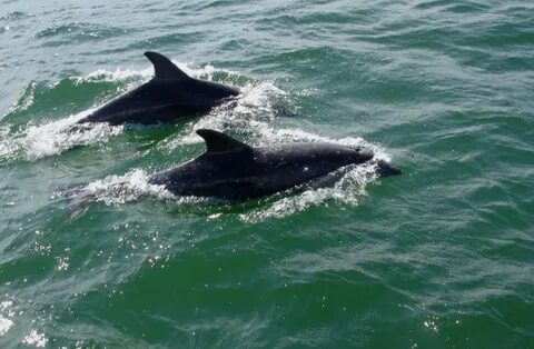 Дельфин в черном море 7 букв