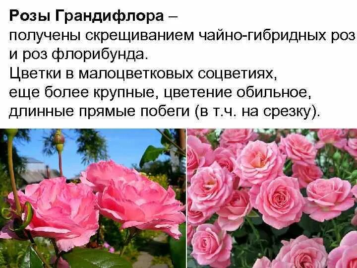 Классификация роз флорибунда. Различия роз. Различия роз. Различия роз. Классификация роз флорибунда.