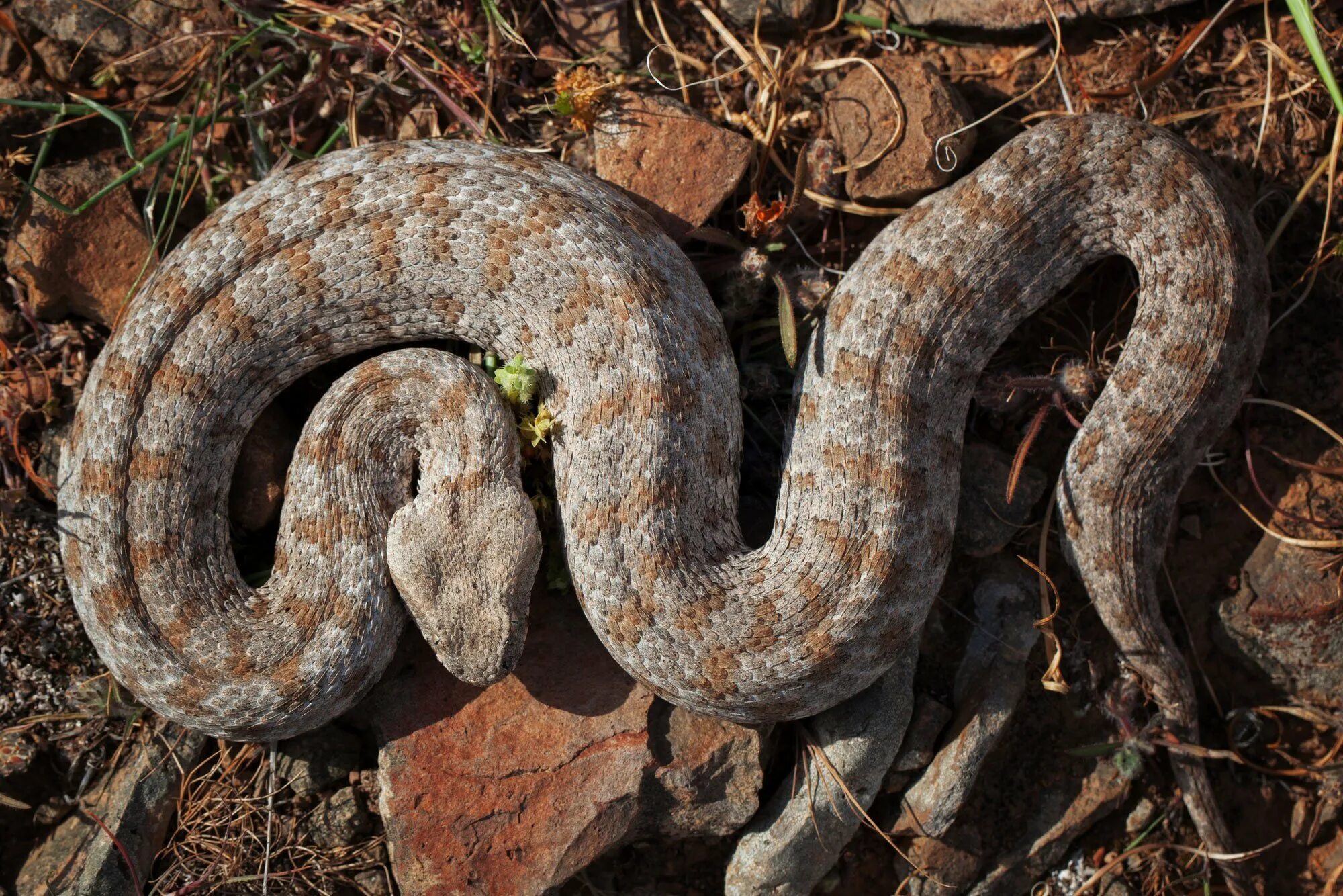 Гюрза Vipera lebetina. Гадюка Гюрза. Гюрза змея в Дагестане. Гюрза змея и гадюка. Змей турции