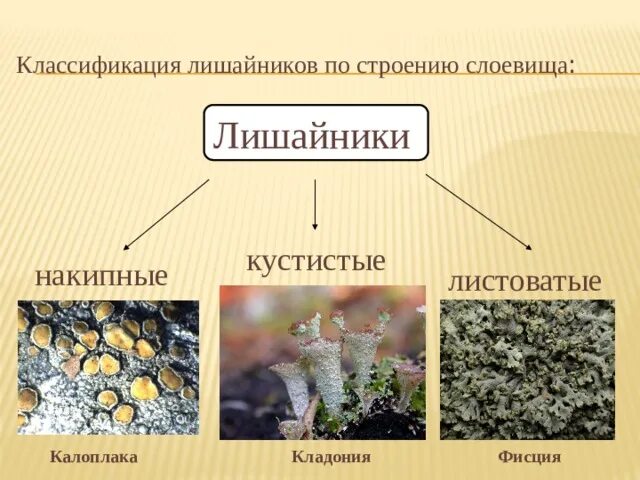 Лишайники относятся к группе. Лишайники накипные листоватые кустистые. Лишайники накипние листоватие кустистие. Строение лишайников: накипные, листоватые, кустистые.. Жизненные формы лишайников накипные.