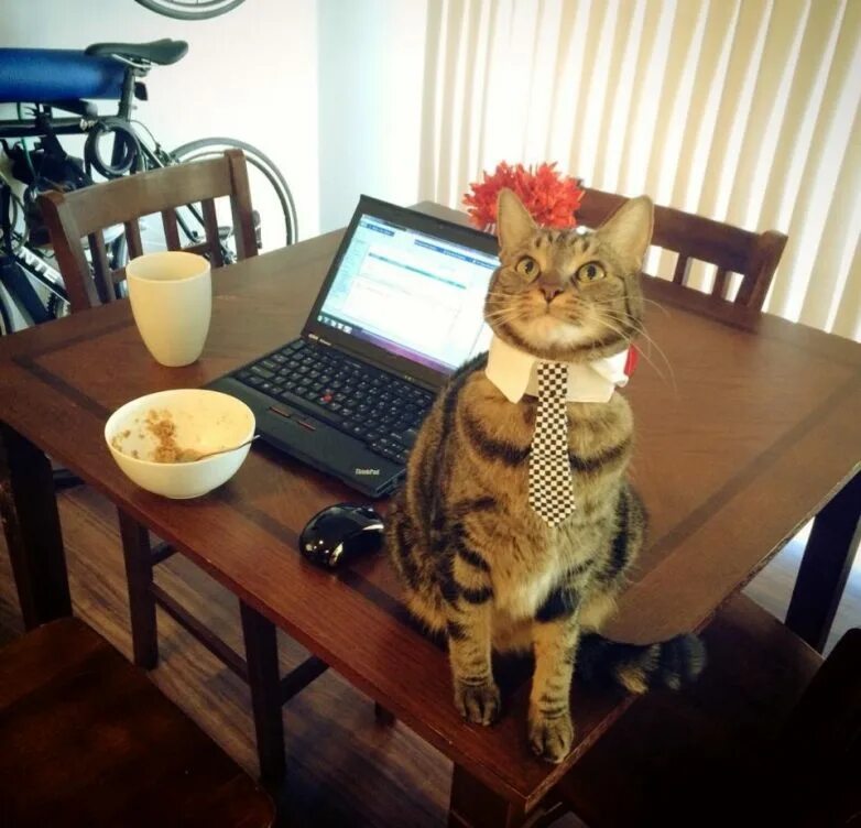Кошечка в офисе. Работающий кот картинки. Кот устал. Кот на работе. Котик за компьютером.