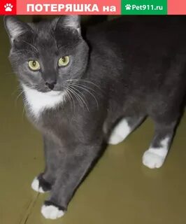 Серо белый окрас кошки