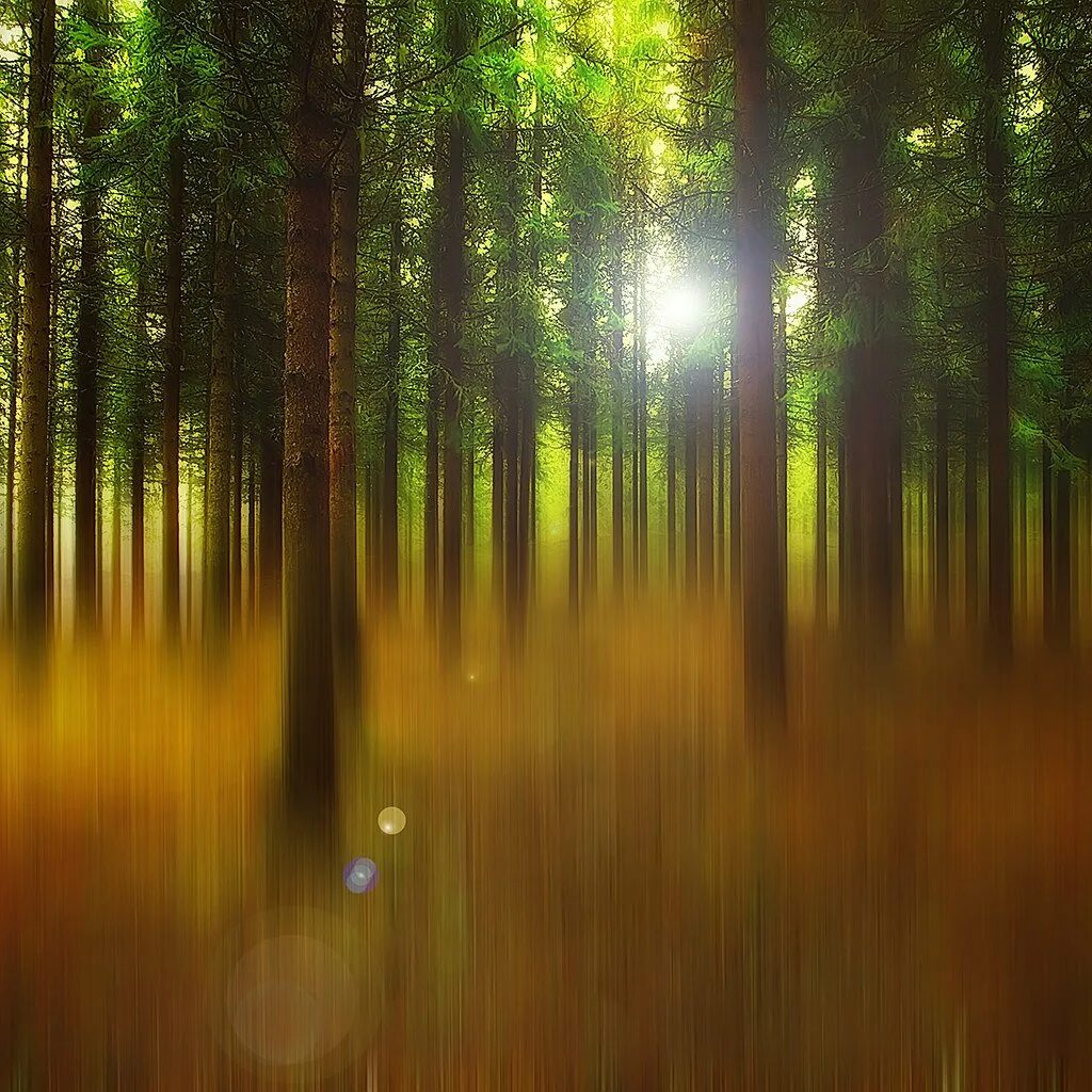 Лес фон. Григ лес. Красивые леса. Григ утро в лесу. Солнечный свет в лесу.