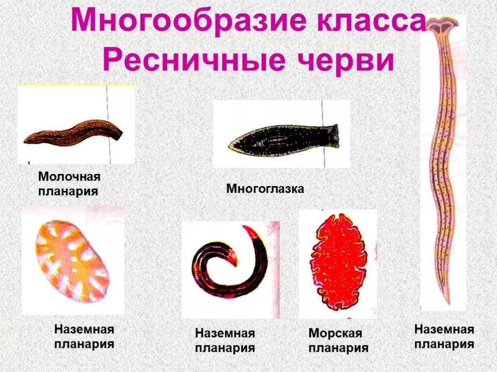 Плоские черви примеры названия. Тип плоские черви класс Ресничные представители. Тип плоские черви класс Ресничные черви. Представители плоских червей класс Ресничные. Тип плоские черви турбеллярии.