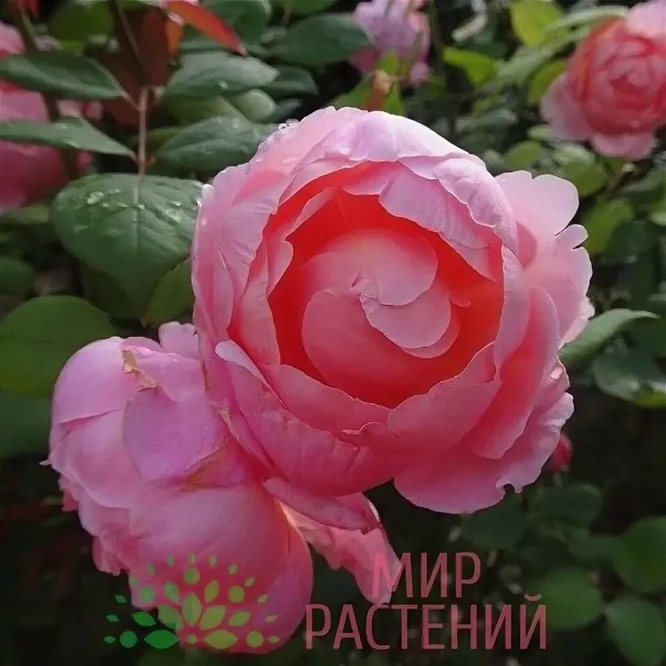 6 Climbing Roses That Are Easy-to-grow And Will Make Your Garden Look 058