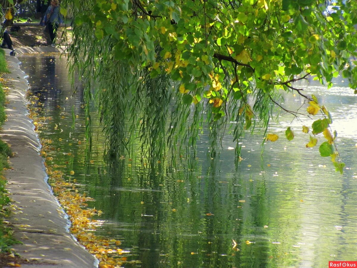 Розоватой воде на пруду. Закружилась листва Золотая в розоватой воде на пруду. Закружилась листва Золотая в розоватой воде на пруду гифки.