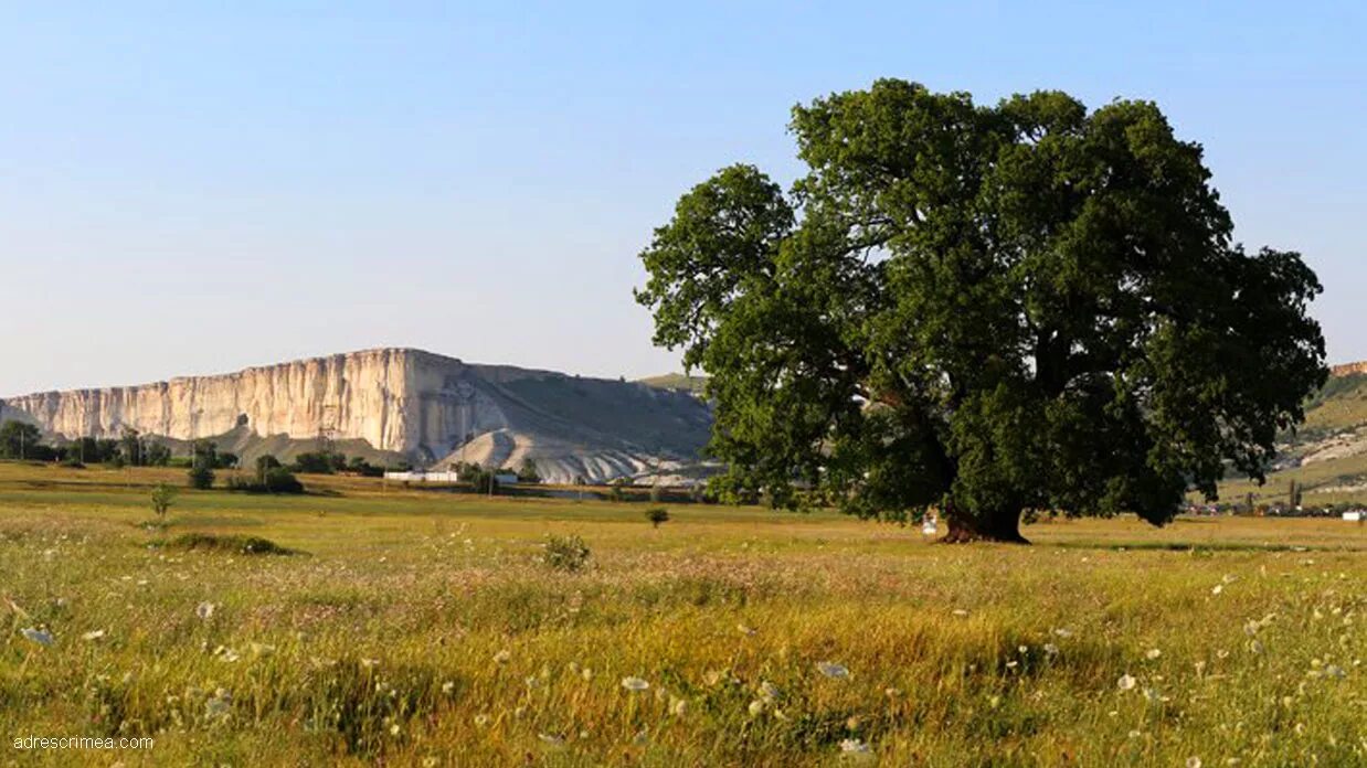 белая скала крым дуб суворова. дуб белая скала. белая скала крым дуб суворова. суворовский дуб белогорск крым. суворовский дуб в крыму.