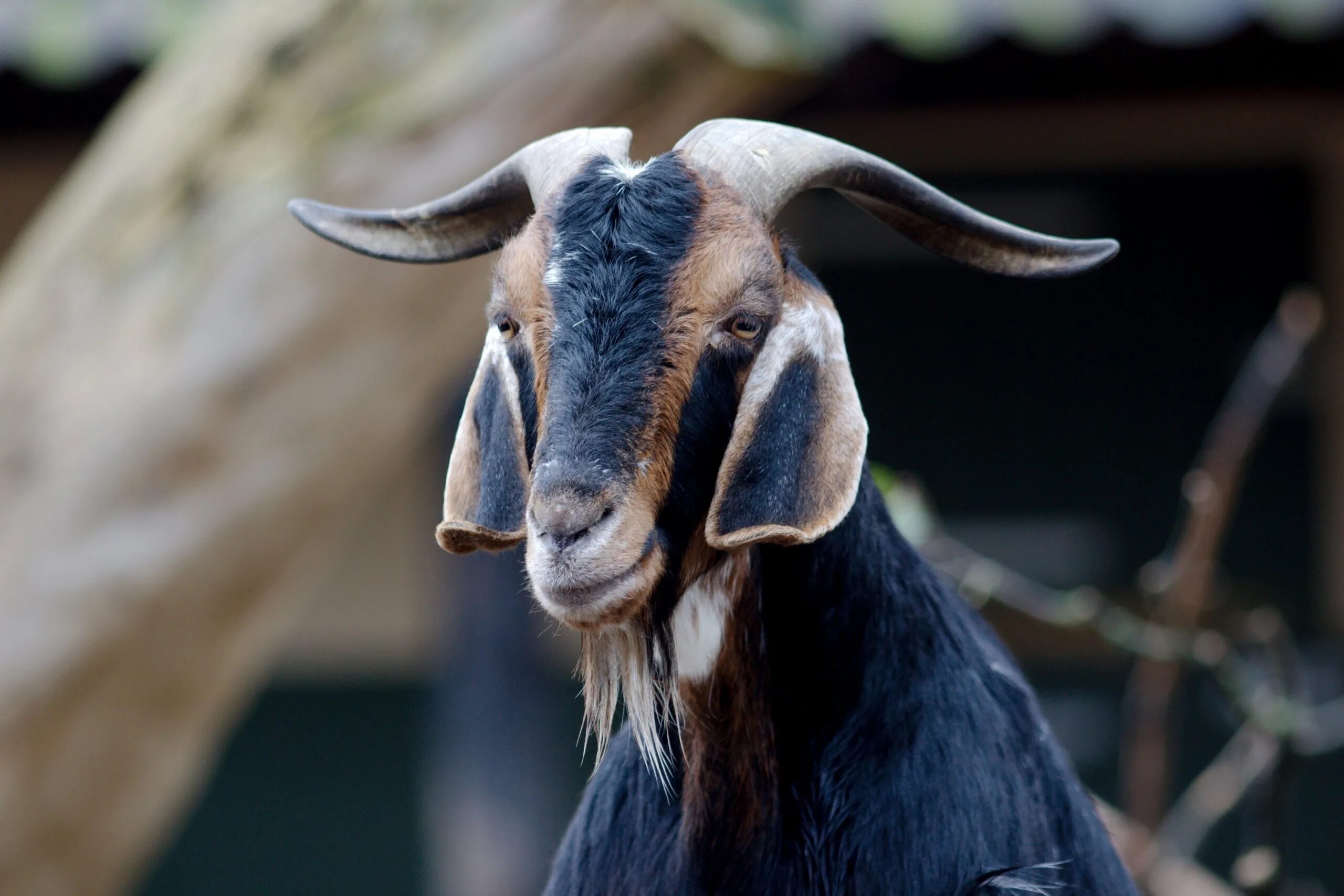 Ушами порода козы. Длинноухие козы порода. Коза с длинными ушами порода нубийская. Длинноухие овцы породы Долан. Коза Шами с длинными ушами.