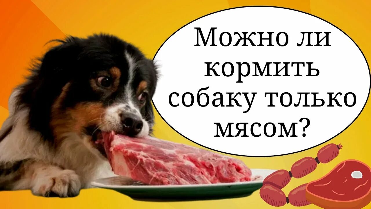 Можно кормить собаку сырым мясом