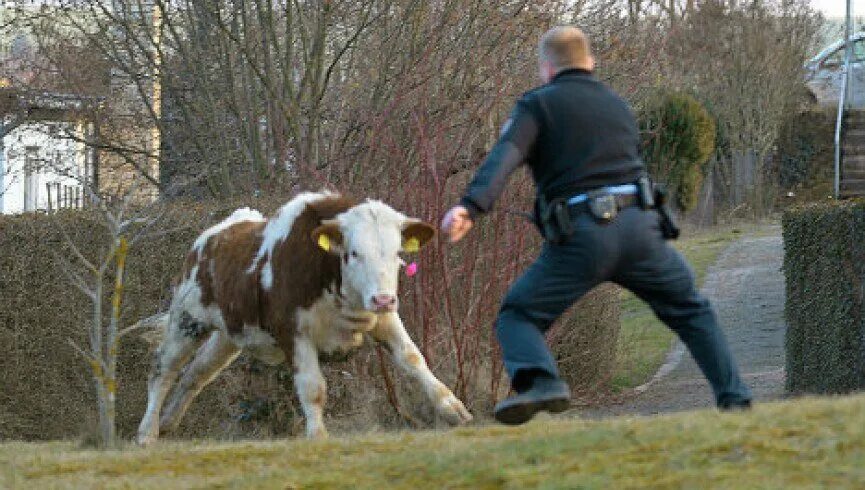 Корова бежит. Корова и человек. Теленок бежит.