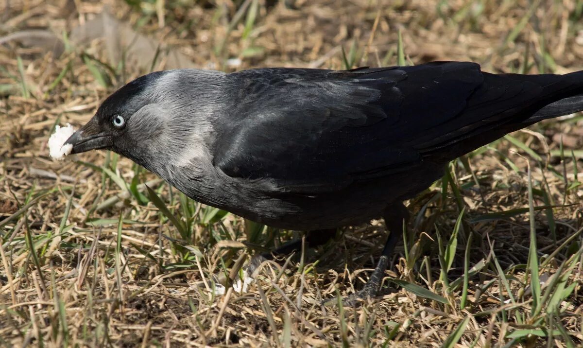 галка птица. даурская галка и серая ворона. ворона. черная птичка с зеленым отливом. галка черная птица.