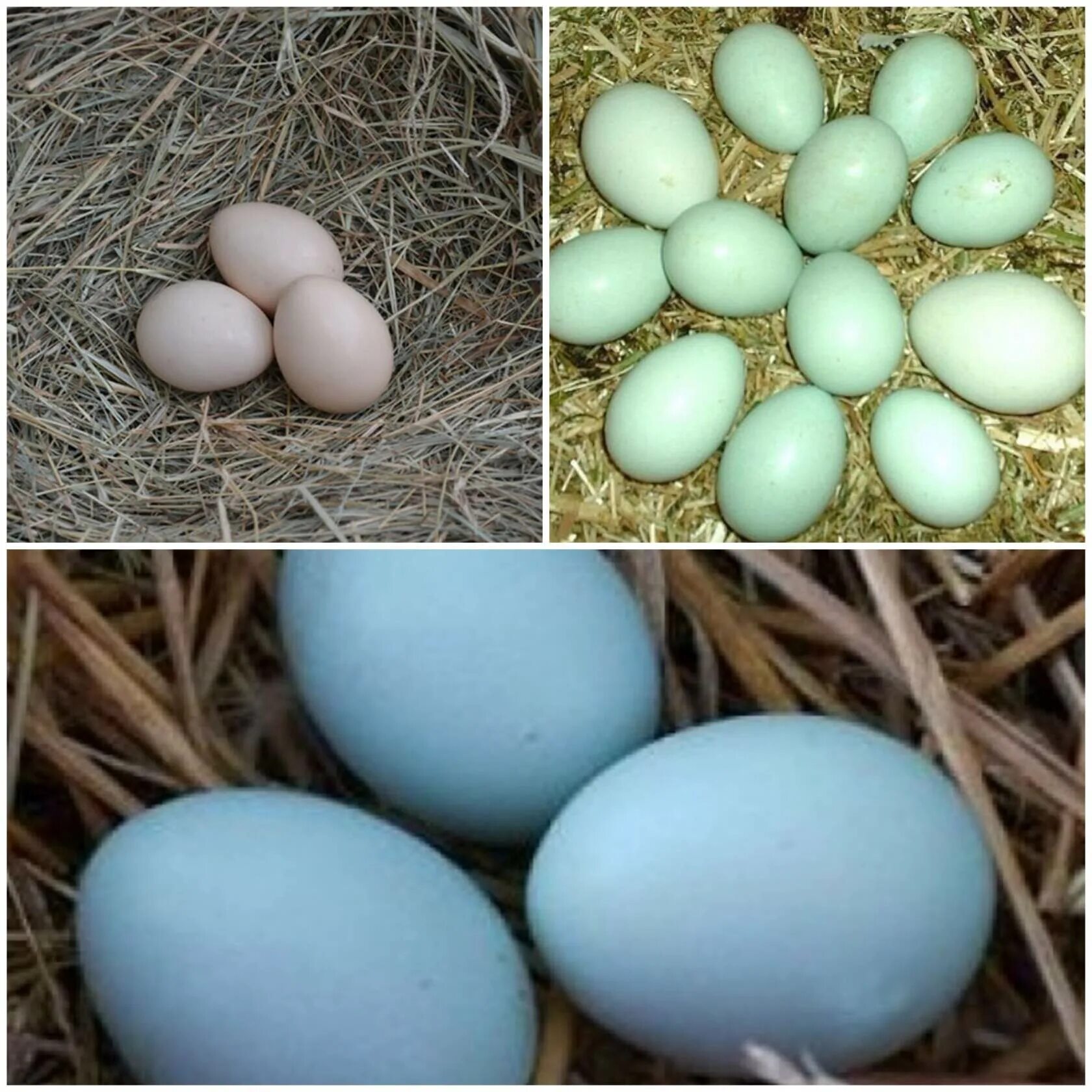 Доминант 301 яйцо инкубационное. Доминант золотой GS 902 инкубационное яйцо. Доминант ГС 229 цвет яйца. Доминант BLS голубое яйцо.