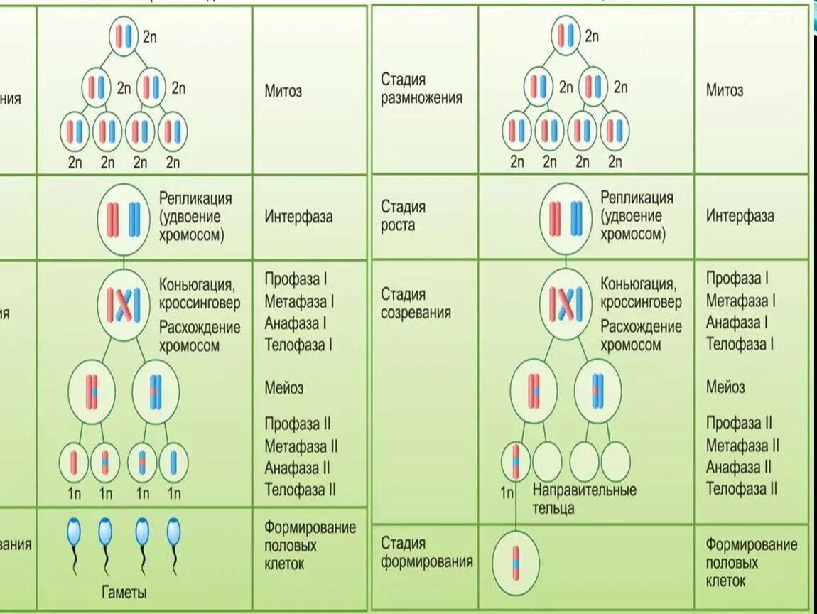 Образование половых клеток мейоз биология 9 класс таблица. 9 Класс мейоз образование половых клеток биология. Образование половых клеток мейоз. Биология 10 класс образование половых клеток мейоз. Мейоз в зародышевых клетках