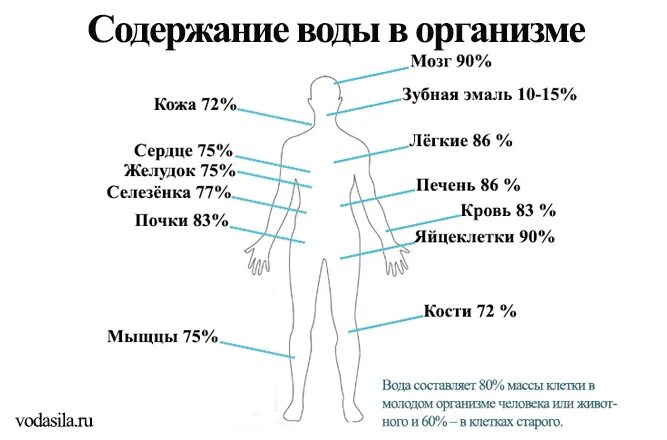 Функции воды в организме человека кратко. Функции воды в организме человека таблица. Содержание воды в организме. Функции воды в теле человека.