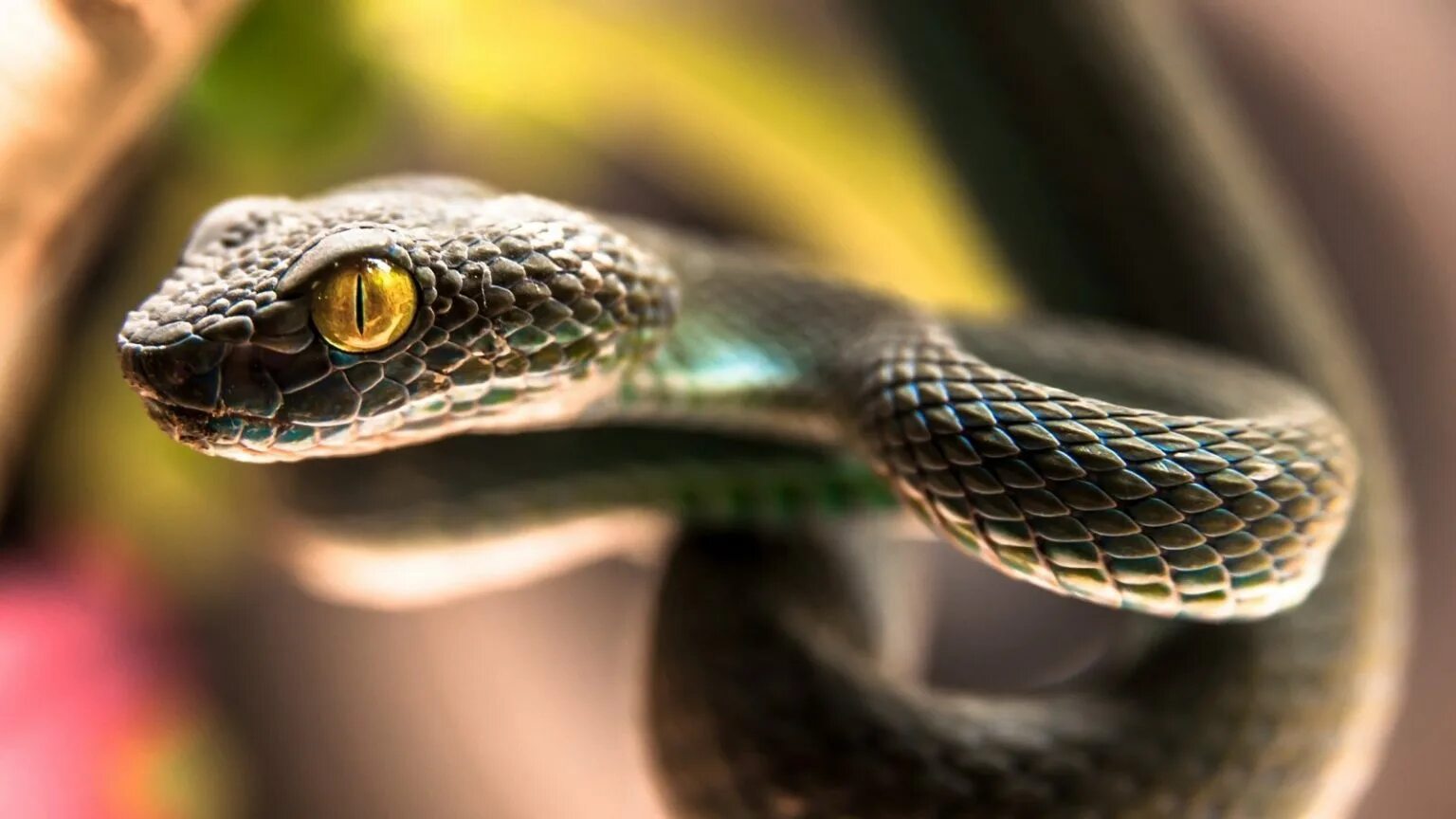 Змея. Всемирный день змей. День змеи 16 июля. Интересные змеи.