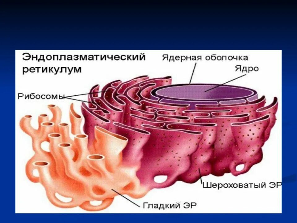 1. Эндоплазматическая сеть. Эндоплазматическая сеть биология 9 класс. Эндоплазматическая сеть строение рисунок. Гладкий и шероховатый эндоплазматический ретикулум. Эпс строение и функции