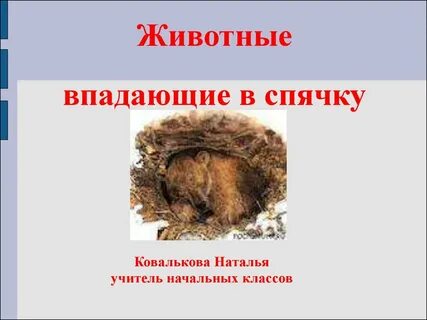 Рассказ про животных которые впадают в спячку