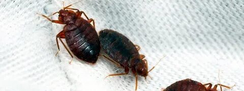 Көшедегі кішкентай сиськи