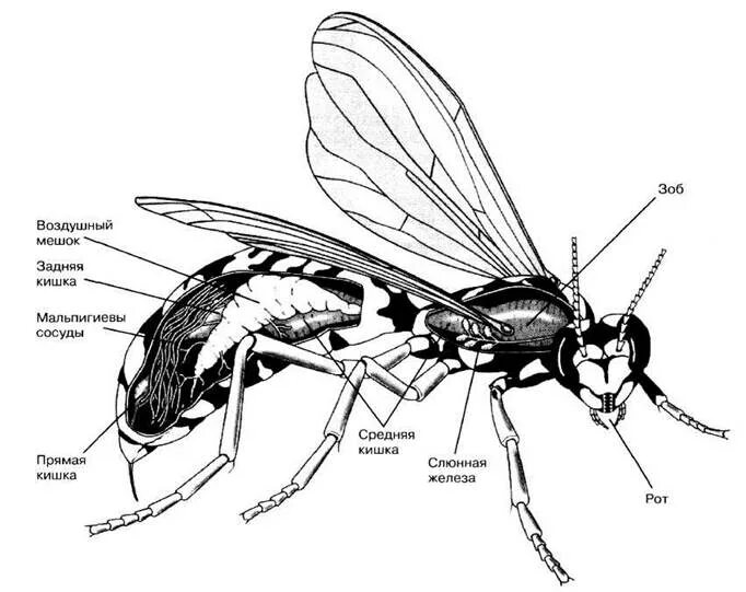 Оса строение насекомое. Отряд перепончатокрылые строение. Азиатский шершень ареал обитания. Строение шершня обыкновенного схема. Внешнее строение насекомых оса.