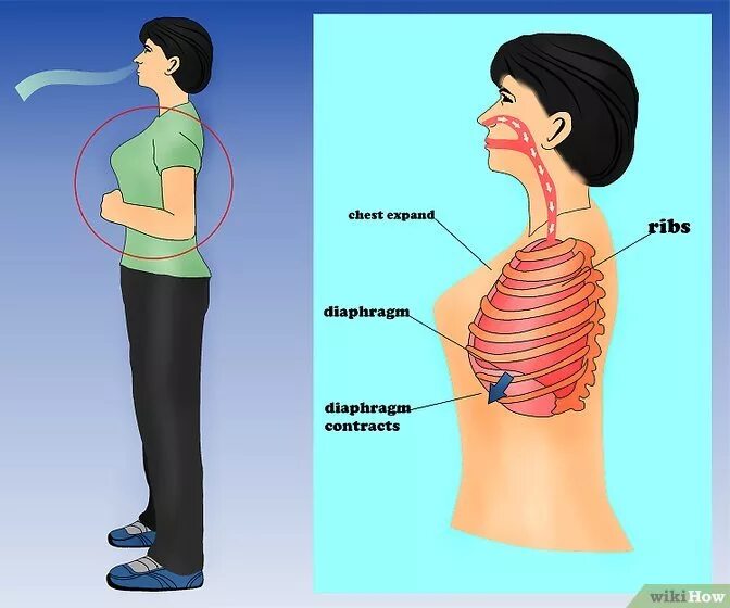 Пение диафрагмой. Диафрагмальное дыхание. Грудное и диафрагмальное дыхание. Постановка диафрагмального дыхания. Брюшное Диафрагменное дыхание.