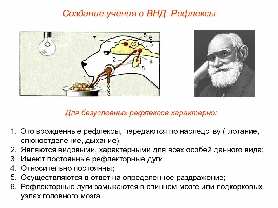 Термин высшая нервная деятельность. Биология 8 класс высшая нервная деятельность рефлексы. высшая нервная деятельность рефлексы схема. учение сеченова и павлова о высшей нервной деятельности. внд рефлексы биология 8 класс.