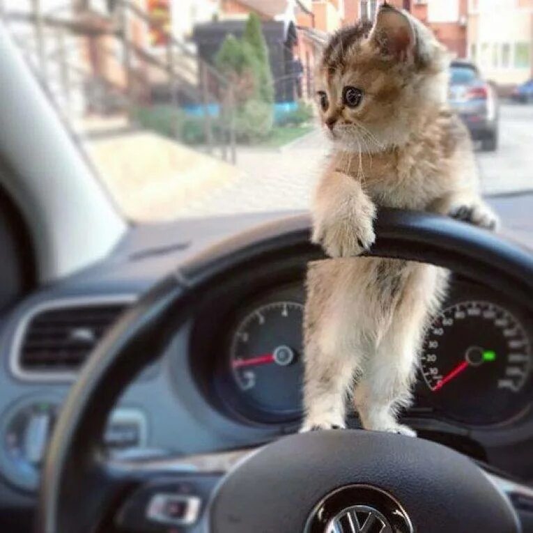 Включи котэ машина. Котенок за рулем. Кошка за рулем автомобиля. Кот за рулем авто. Котик в машине.